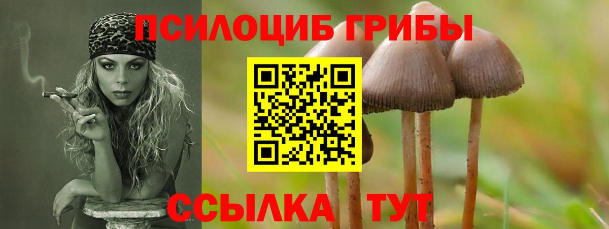 Псилоцибиновые грибы Cubensis Орехово-Зуево